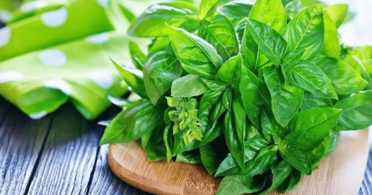 Sayur yang Tidak Butuh Banyak Air: 5 Pilihan Terbaik untuk Berkebun Hemat Perawatan