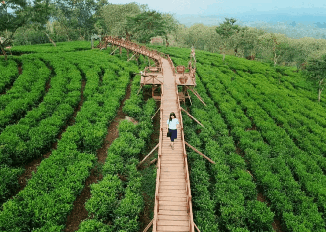 Wisata Alam Malang Raya: 7 Destinasi Hemat untuk Healing Mahasiswa