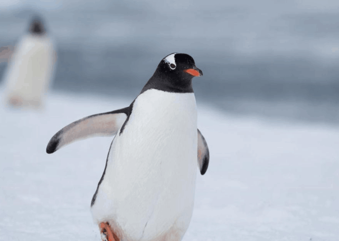 Fakta Penguin Kutub di Jalan Kematian yang Viral di Media Sosial