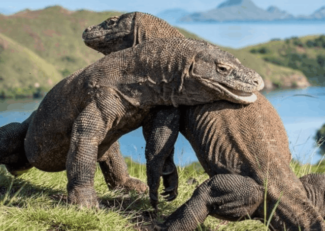 Kecewa! Turis Eropa Gagal Lihat Komodo di Wisata Taman Nasional Komodo