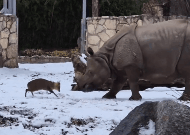 Viral! Video Rusa Melawan Badak Seberat 1,7 Ton Jadi Terpopuler