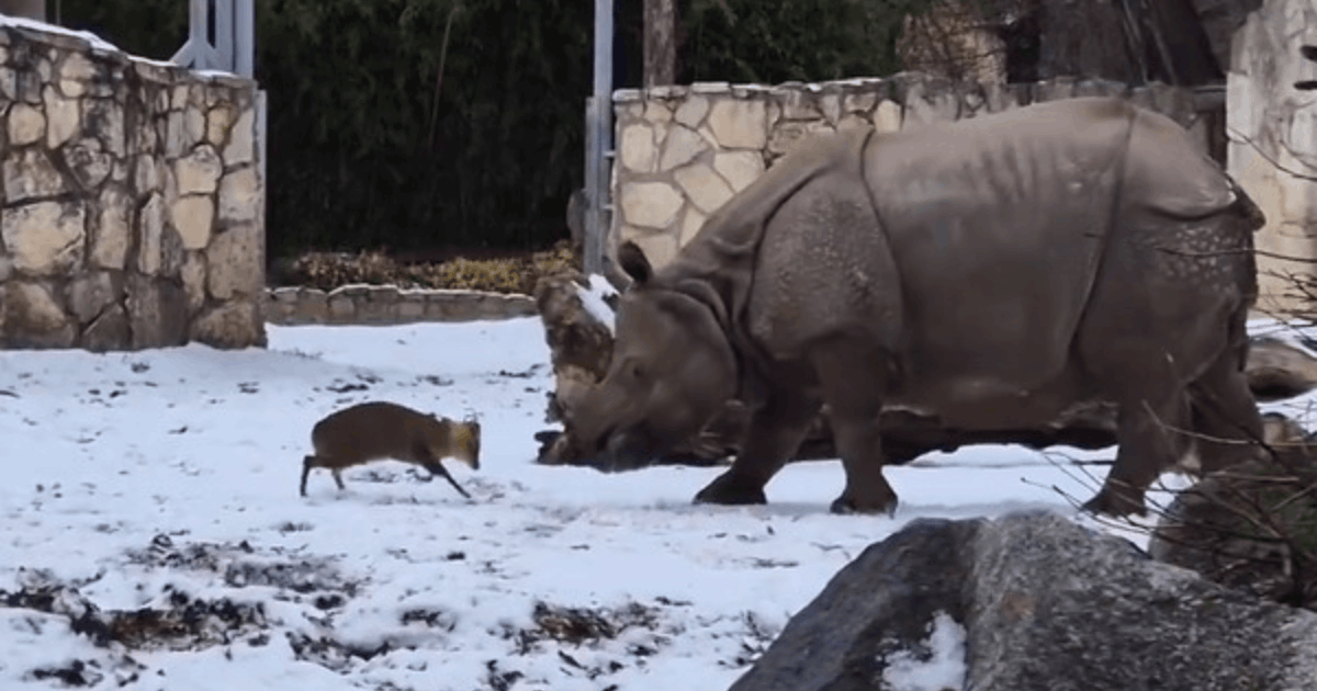 Viral! Video Rusa Melawan Badak Seberat 1,7 Ton Jadi Terpopuler