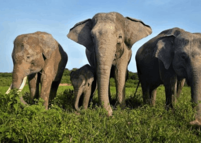 Breaking News! Taman Nasional Way Kambas Ditutup Sementara Untuk Wisata