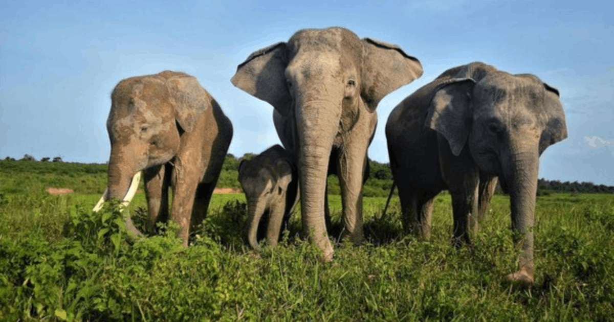 Breaking News! Taman Nasional Way Kambas Ditutup Sementara Untuk Wisata