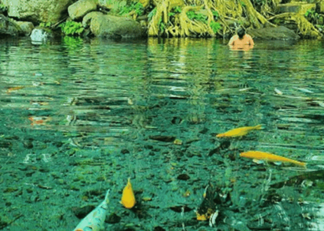 Segarnya Umbul Sigedang Kapilaler: Kolam Alami di Bawah Beringin Raksasa