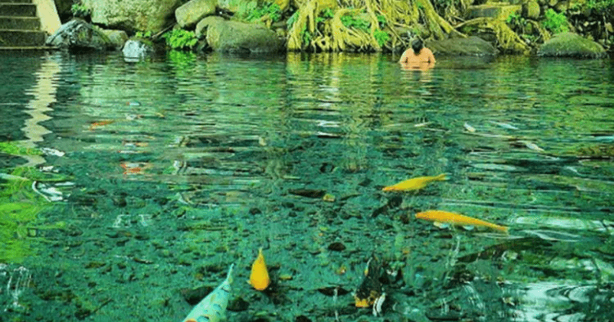 Segarnya Umbul Sigedang Kapilaler: Kolam Alami di Bawah Beringin Raksasa