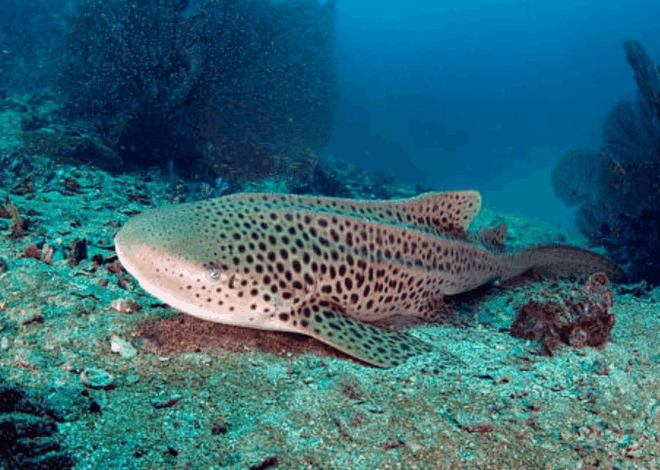 Kabar Baik! Thailand Lepas Hiu Macan Tutul Langka ke Laut Lepas