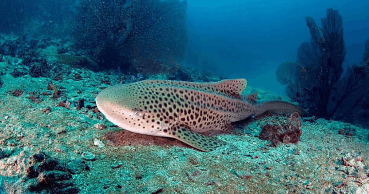 Kabar Baik! Thailand Lepas Hiu Macan Tutul Langka ke Laut Lepas