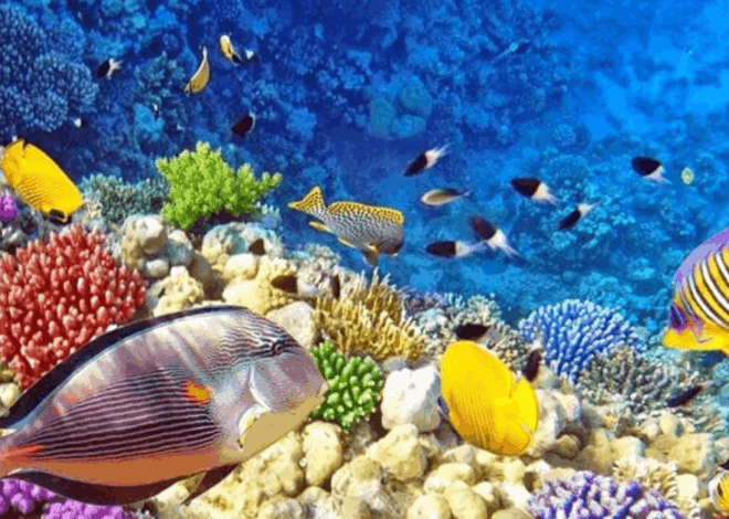 Menakjubkan! 8 Potret Hewan Laut Memukau dengan Warna dan Bentuk Unik