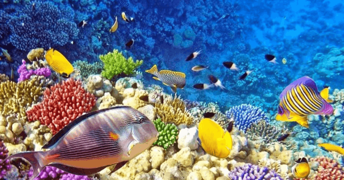Menakjubkan! 8 Potret Hewan Laut Memukau dengan Warna dan Bentuk Unik