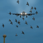 Kejadian Aneh di Pesawat