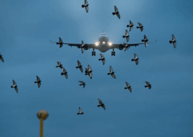 Luar Biasa! Kejadian Aneh di Pesawat Ini Pernah Benar-benar Terjadi