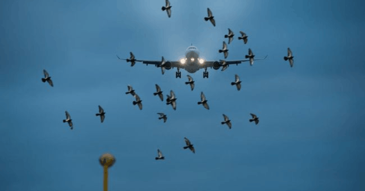 Luar Biasa! Kejadian Aneh di Pesawat Ini Pernah Benar-benar Terjadi