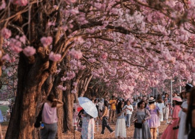 Tabebuia Rosea Thailand Mekar: Kampus Kasetsart Diserbu Wisatawan