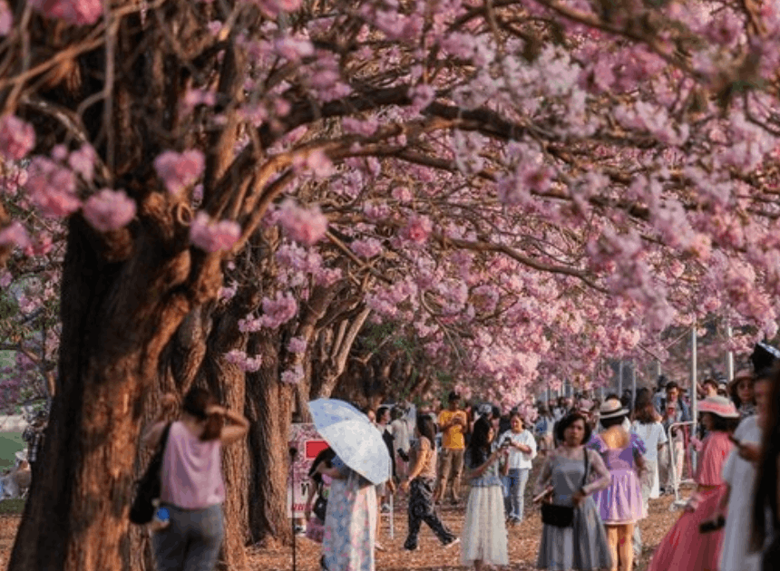 Tabebuia Rosea Thailand Mekar: Kampus Kasetsart Diserbu Wisatawan