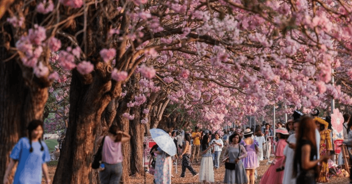 Tabebuia Rosea Thailand Mekar: Kampus Kasetsart Diserbu Wisatawan