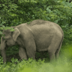 Atraksi Gajah Tunggang