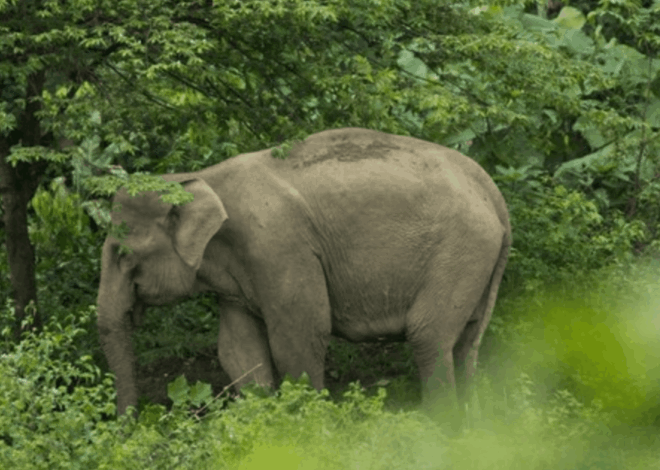Menhut Tegas! Warga Wajib Lapor Jika Temukan Atraksi Gajah Tunggang