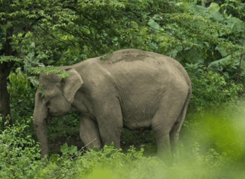 Menhut Tegas! Warga Wajib Lapor Jika Temukan Atraksi Gajah Tunggang