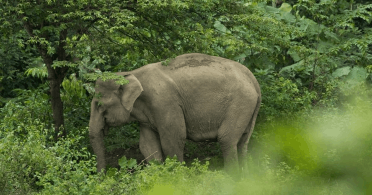 Menhut Tegas! Warga Wajib Lapor Jika Temukan Atraksi Gajah Tunggang