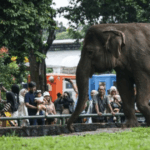 Ragunan Tolak Gajah Tunggang