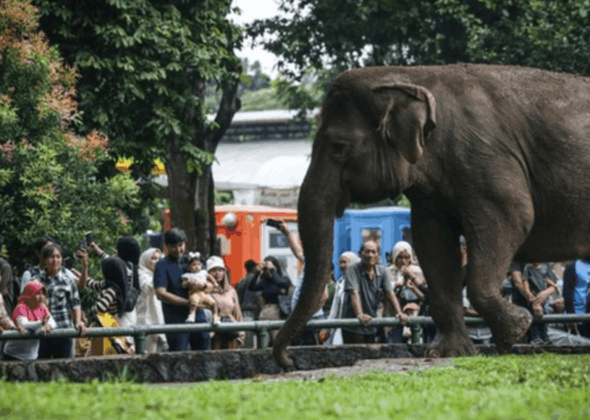 Ragunan Tolak Gajah Tunggang: Kebijakan Ini Sejalan dengan Kemenhut