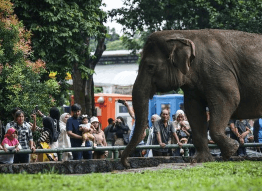Ragunan Tolak Gajah Tunggang: Kebijakan Ini Sejalan dengan Kemenhut