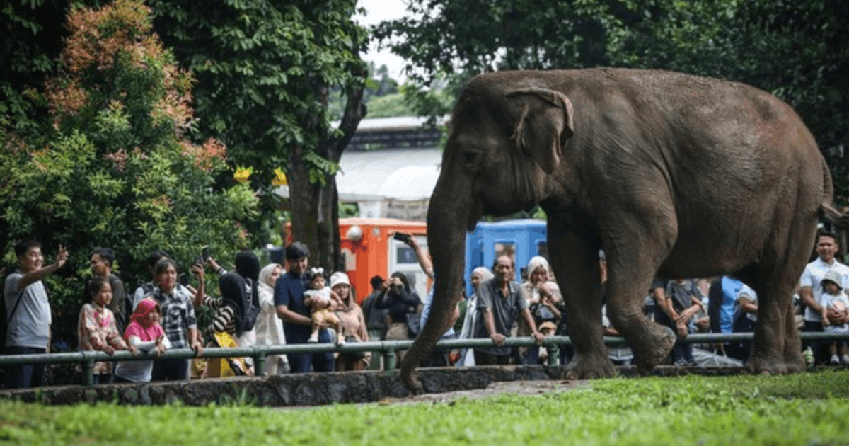 Ragunan Tolak Gajah Tunggang: Kebijakan Ini Sejalan dengan Kemenhut