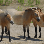 Spesies Kuda Langka Przewalski