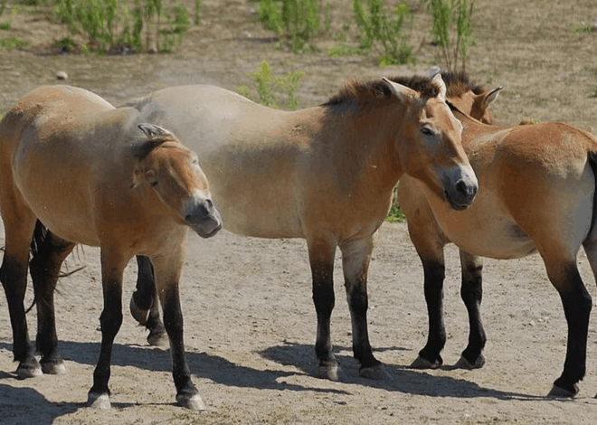 Spesies Kuda Langka Przewalski: Dikira Kuda Perang Genghis Khan