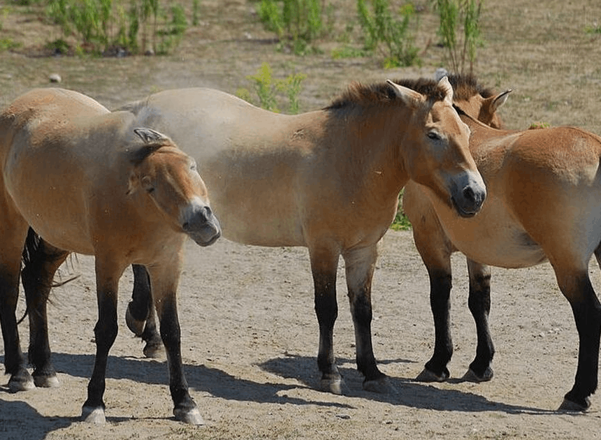 Spesies Kuda Langka Przewalski: Dikira Kuda Perang Genghis Khan