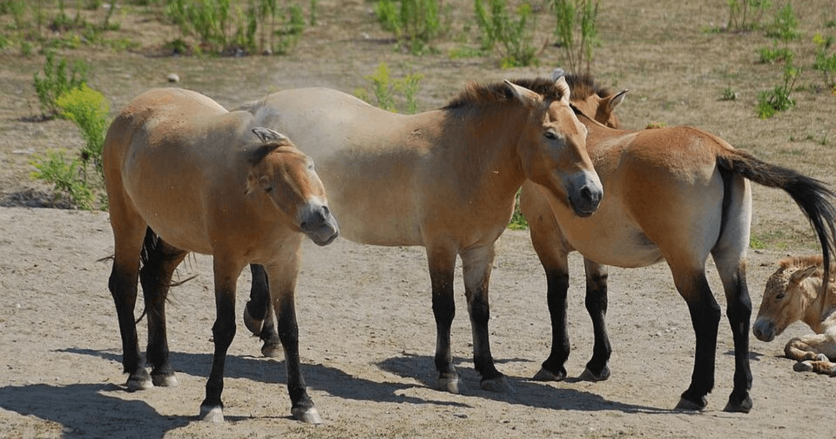 Spesies Kuda Langka Przewalski: Dikira Kuda Perang Genghis Khan