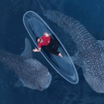 Wisata hiu paus Gorontalo