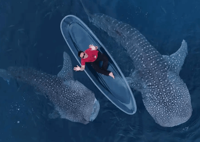 Wisata Hiu Paus Gorontalo Diserbu Turis Saat Lebaran