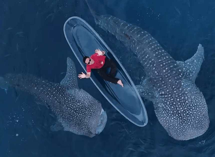 Wisata Hiu Paus Gorontalo Diserbu Turis Saat Lebaran