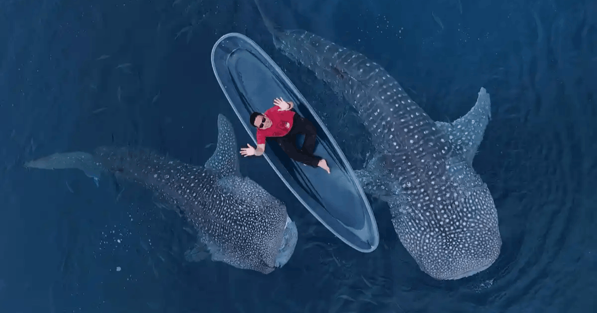 Wisata Hiu Paus Gorontalo Diserbu Turis Saat Lebaran