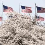 Sakura Washington DC musim semi