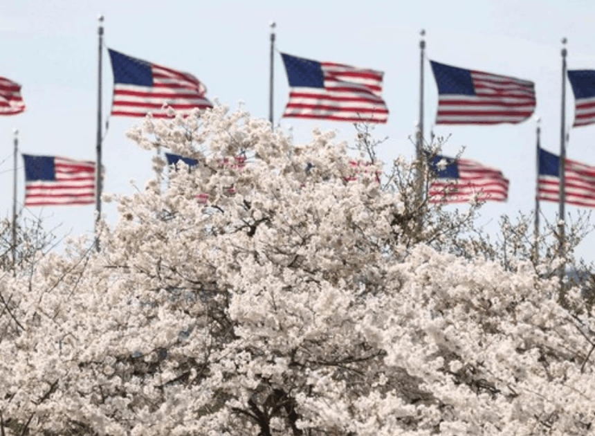 Sakura Washington DC Musim Semi: Puncak Keindahan Tiba!