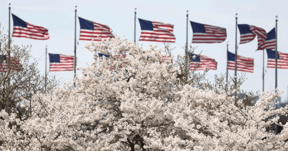 Sakura Washington DC Musim Semi: Puncak Keindahan Tiba!