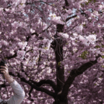 pohon Sakura berusia 2.000 tahun berbunga