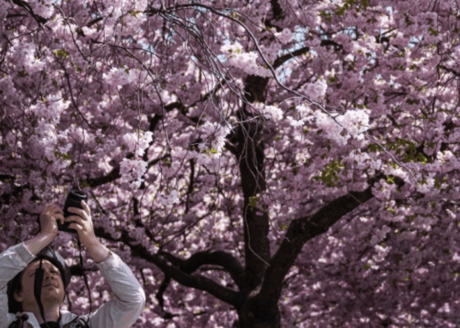 Pohon Sakura 2.000 Tahun Jadi Magnet Wisata