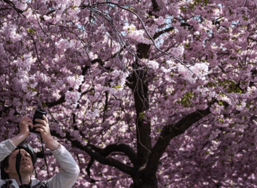 Pohon Sakura 2.000 Tahun Jadi Magnet Wisata
