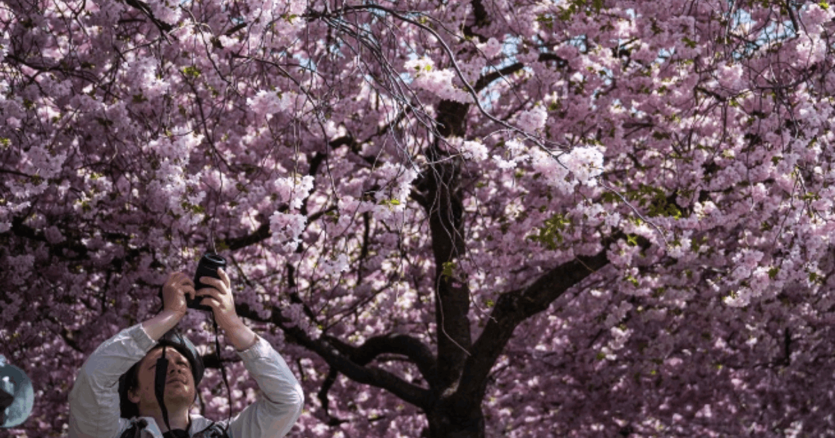 Pohon Sakura 2.000 Tahun Jadi Magnet Wisata