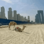 Eksodus Turis dari Dubai