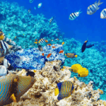 Surga bawah laut Bunaken