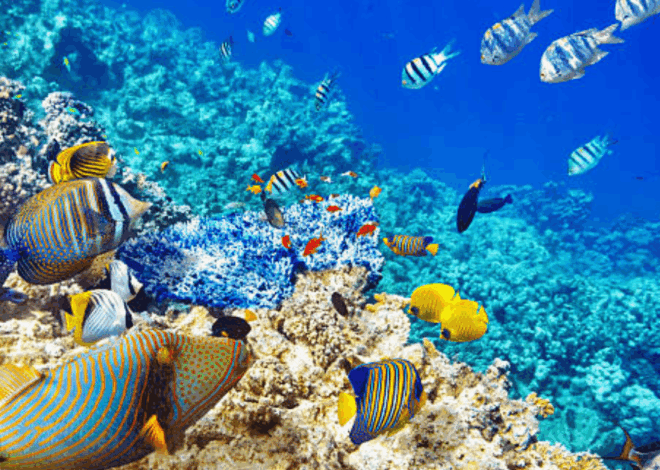 Mengenal Surga Bawah Laut Bunaken: Mitos dan Pesona