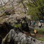 banyak pohon sakura tua tumbang