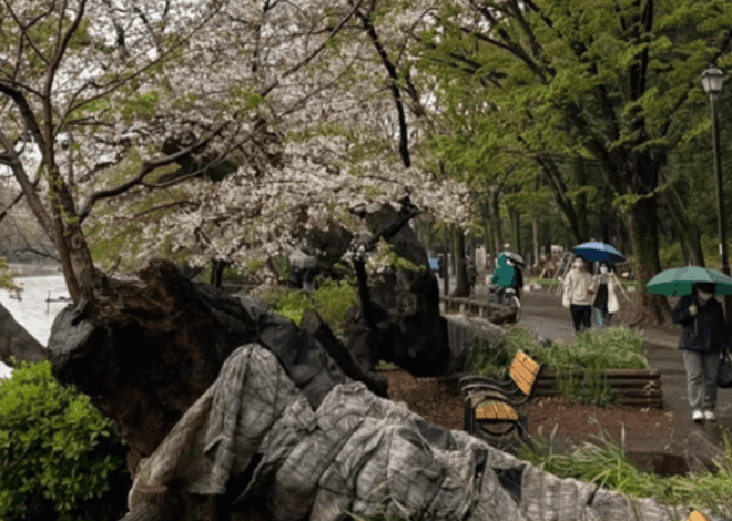 Banyak Pohon Sakura Tua Tumbang Picu Kekhawatiran Terbaru Jepang