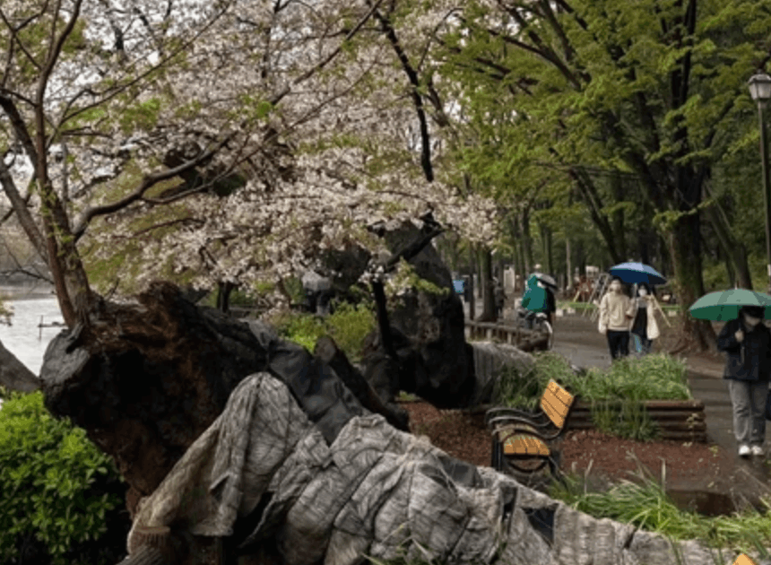 Banyak Pohon Sakura Tua Tumbang Picu Kekhawatiran Terbaru Jepang