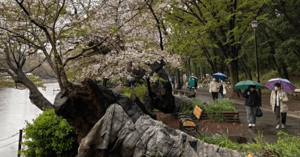 Banyak Pohon Sakura Tua Tumbang Picu Kekhawatiran Terbaru Jepang